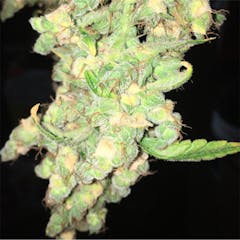 User uploaded image of Dr. Who