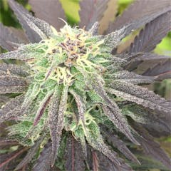 User uploaded image of Dr. Who