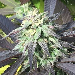 User uploaded image of Dr. Who