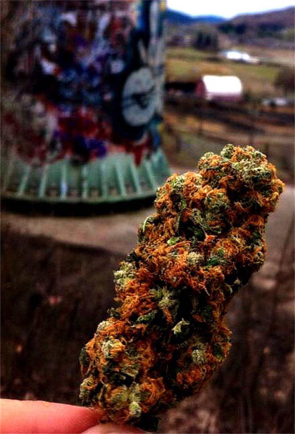 Photos of Dragon's Breath Weed Strain Buds Leafly