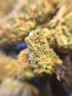 User uploaded image of Dream Berry