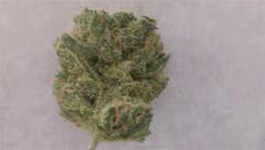 User uploaded image of Dream Lotus