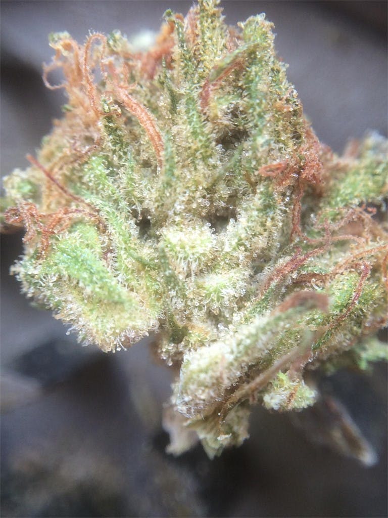 Dream Lotus Weed Strain Information Leafly