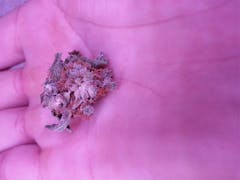 User uploaded image of Dream Police