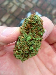 User uploaded image of Dream Police