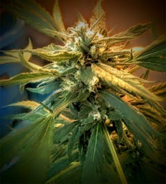 User uploaded image of Dream Queen