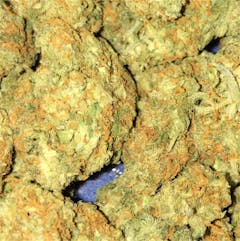 User uploaded image of Dream Queen