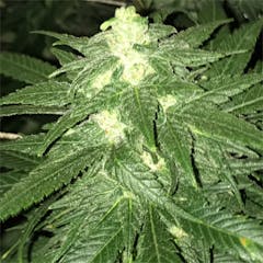 User uploaded image of Dream Queen