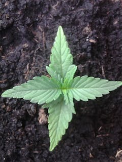 User uploaded image of Dreamer’s Glass