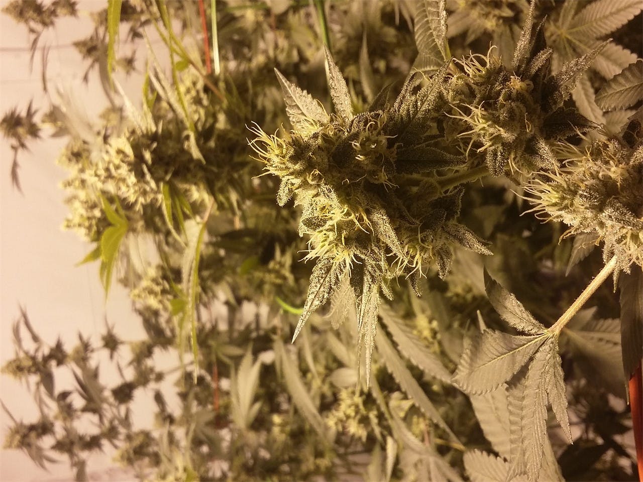 Durban Cookies Weed Strain Information Leafly