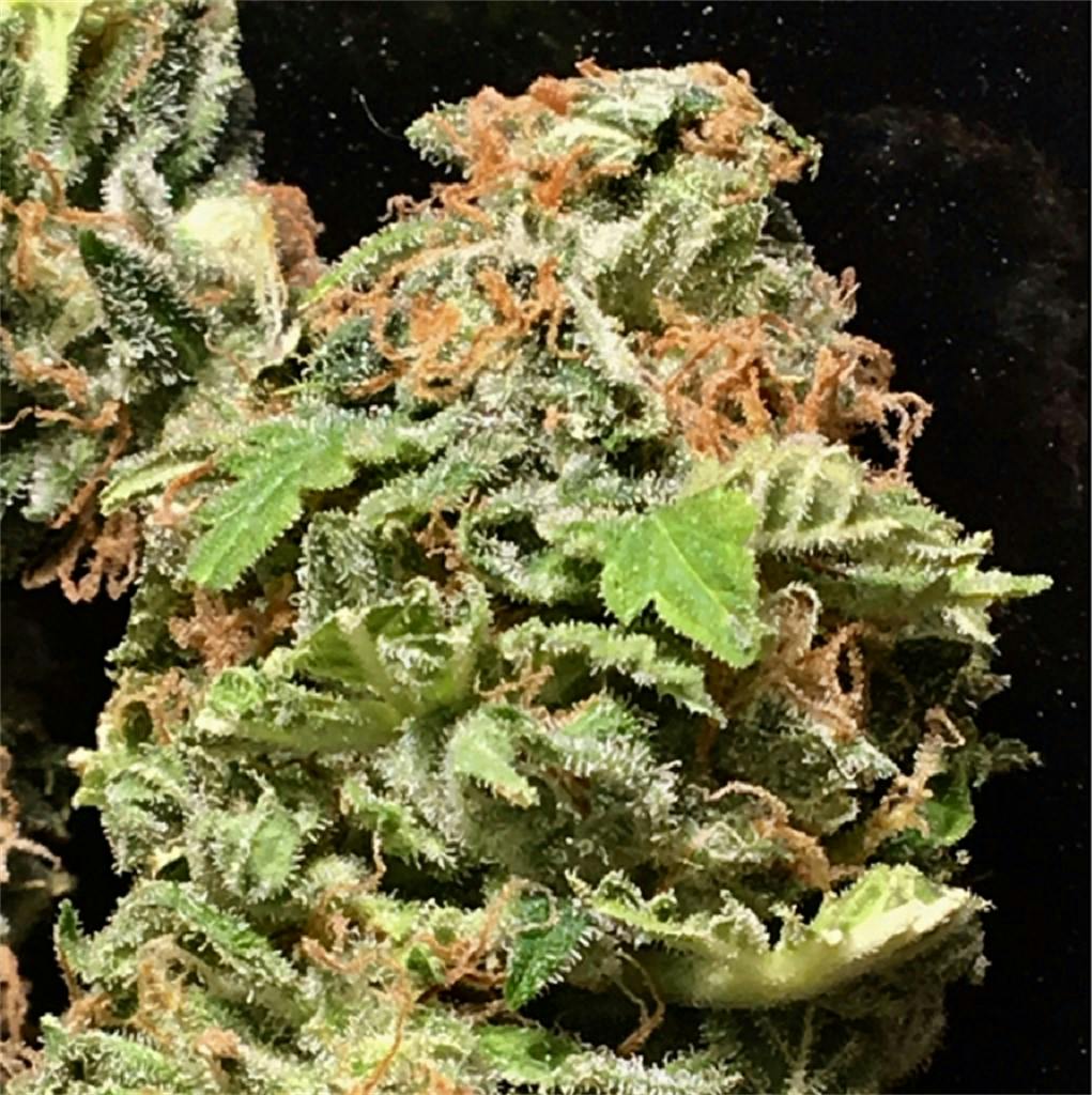 Durban Poison Weed Strain Effects & Reviews Leafly
