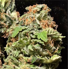 User uploaded image of Durban Poison
