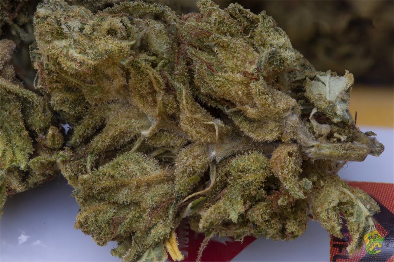 Photos of Durban Poison Weed Strain Buds Leafly