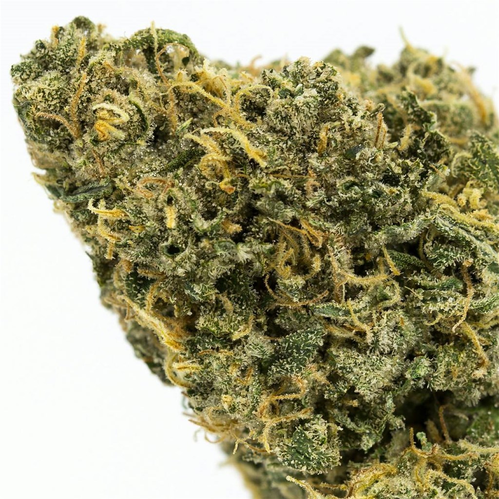 Durban Poison Strain of Marijuana - Weed - Cannabis - Herb - Herb