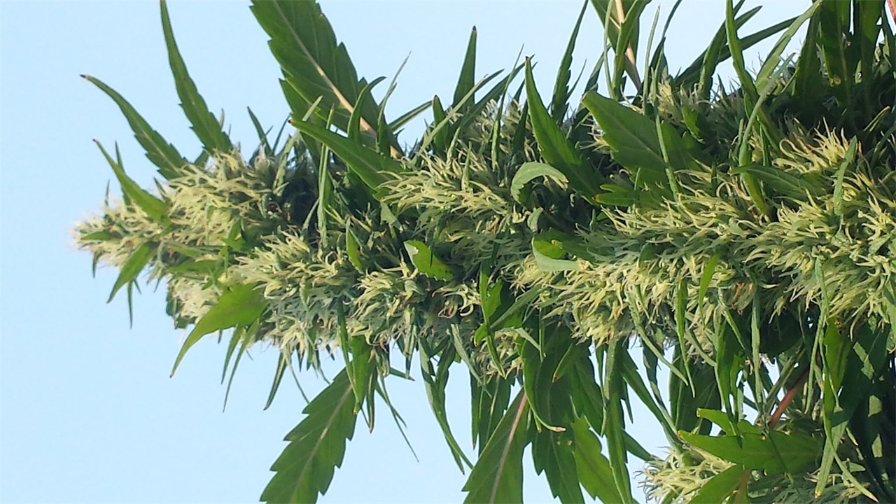 Durban Poison Marijuana Strain Information Leafly