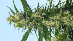 User uploaded image of Durban Poison