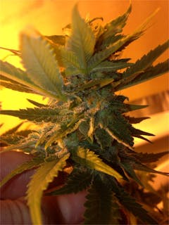 User uploaded image of Durga Mata