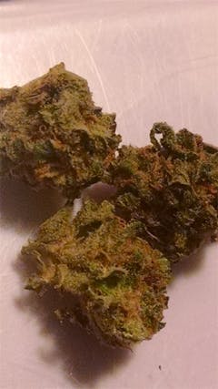 User uploaded image of Dutch Dragon