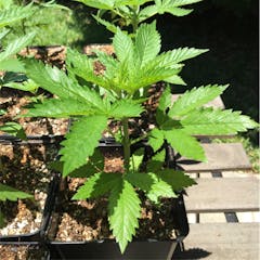 User uploaded image of Dutch Dragon