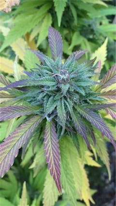 User uploaded image of Dutch Hawaiian