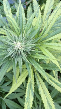 User uploaded image of Dutch Hawaiian