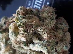 User uploaded image of Dutch Hawaiian