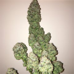 User uploaded image of Dutch Kush