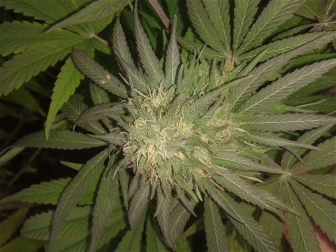 Dutch Kush Weed Strain Information Leafly