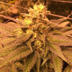 User uploaded image of Dutch Kush