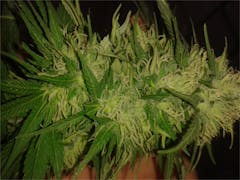 User uploaded image of Dutch Kush