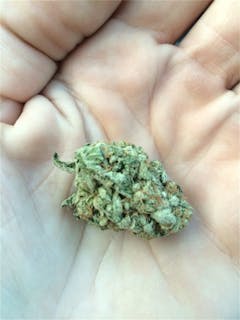 User uploaded image of Dutch Thunder Fuck