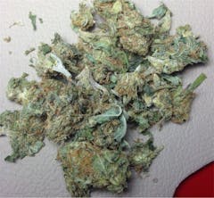 User uploaded image of Dutch Treat Haze