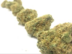 User uploaded image of Dutch Treat