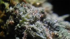 User uploaded image of Dutch Treat