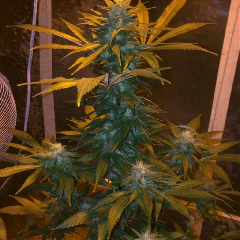 Dynamite Weed Strain Information Leafly