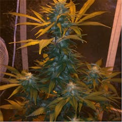 User uploaded image of Dynamite