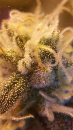 User uploaded image of Dynamite