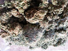 User uploaded image of Early Girl