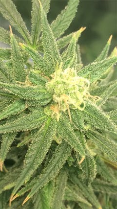 User uploaded image of Early Girl