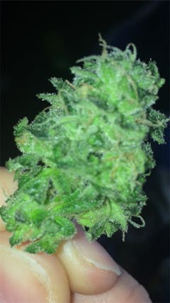 User uploaded image of Early Girl