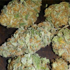 User uploaded image of Early Girl