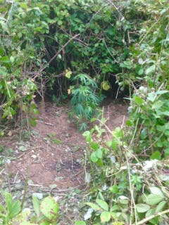 User uploaded image of Early Girl