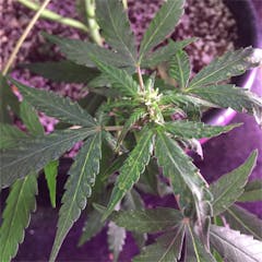 User uploaded image of Early Miss