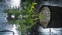 User uploaded image of Early Miss