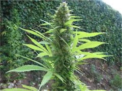 User uploaded image of Early Pearl