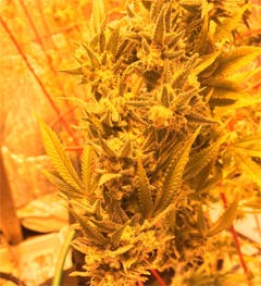 User uploaded image of Early Skunk