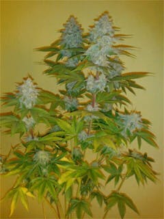 User uploaded image of Early Skunk