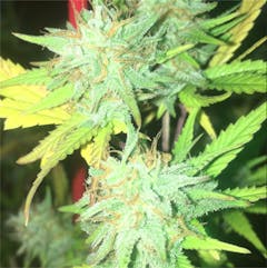 User uploaded image of Early Skunk