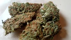 User uploaded image of Early Skunk