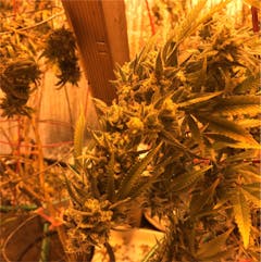 User uploaded image of Early Skunk